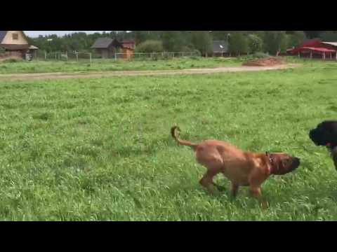 Tosa  Inu C'Osamu Yokozuna Yusha (5m.) with Cane Corso