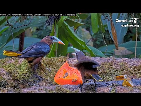 Chestnut-headed Oropendola, allofeeding                11 15 00 9 22 24