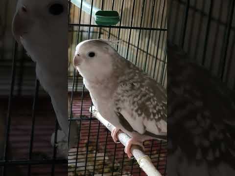 White Face Female Cockatiel Natural sound 😍 #cockatielqueen #cockateil #parrot #birds #bird #petbird