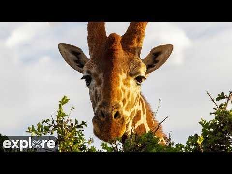 Mpala African Wildlife