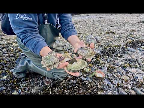 Coastal Foraging in Winter after the Storms | The Fish Locker