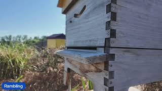 Bee Live from the Apiary: Live Beekeeping Stream | Honey Bee Morning Activity