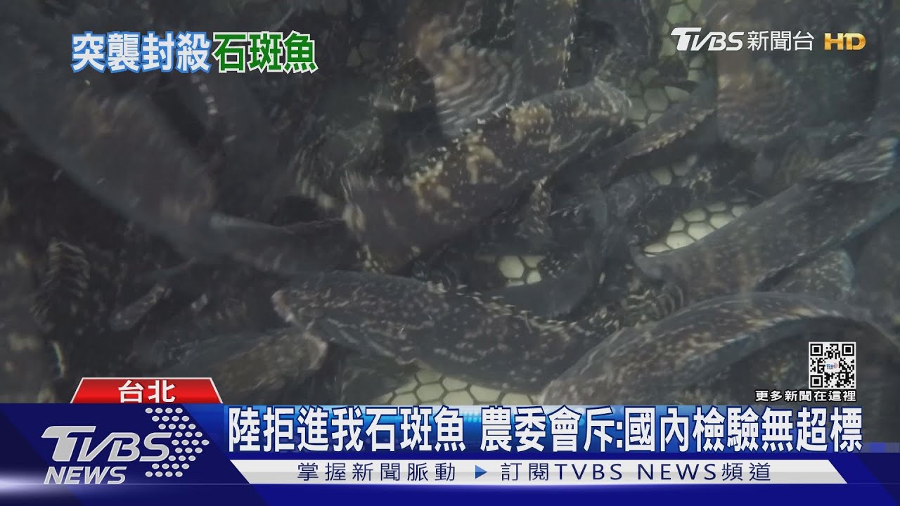 陸突禁我石斑魚！　陳吉仲痛批：違國際規範