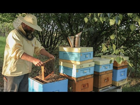 Przygotowanie do zimy cz. 3 - układanie gniazda