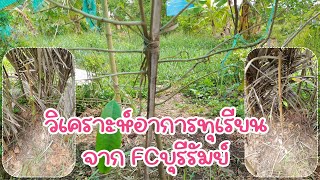 วิเคราะห์อาการทุเรียน จากFCบุรีรัมย์