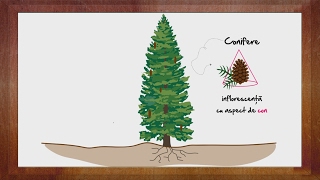 Diversitatea Coniferelor