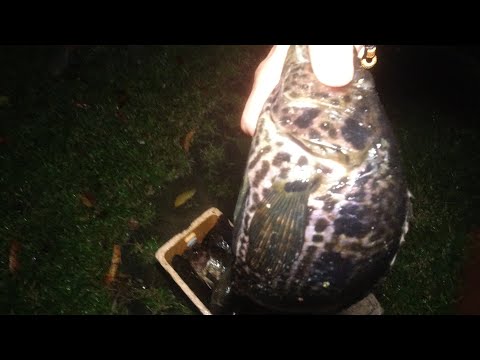 SE03EP008 - LAPU LAPU ng TUBIG TABANG | PAMAMANTI - San Pablo City, Laguna