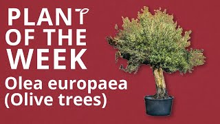 Olea europaea (Olive trees)