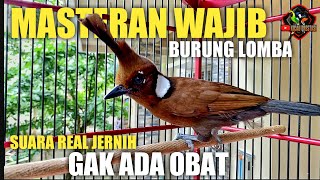 Download lagu MASTERAN WAJIB MURAI BATU DAN BURUNG LOMBA, CILILIN GACOR NEMBAK JERNIH GAK ADA OBAT mp3 Download lagu MASTERAN WAJIB MURAI BATU DAN BURUNG LOMBA, CILILIN GACOR NEMBAK JERNIH GAK ADA OBAT mp3