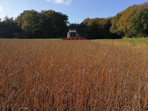 Zwei Ernten in einem Jahr?