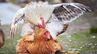 How Do Chickens Mate 😇 | How Do Asil Chickens Mate
