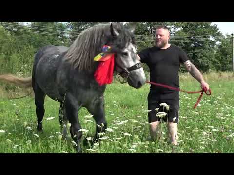 Armasarul lui Florin de Sisesti, Maramures - 2023 Nou!!!