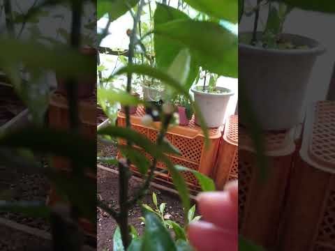 園芸 素朴な和の温州みかん