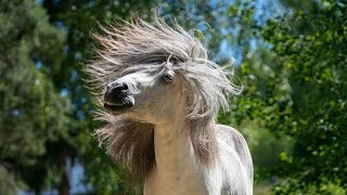 Why does my horse..... SHAKE HIS HEAD