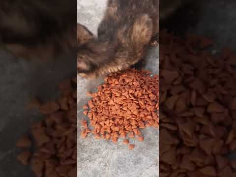 Cats know what time they ge fed🥰🥰#cats#catlover