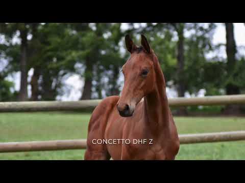 Concetto DHF Z : Colt by Conthargos x Con Capitol x Cento