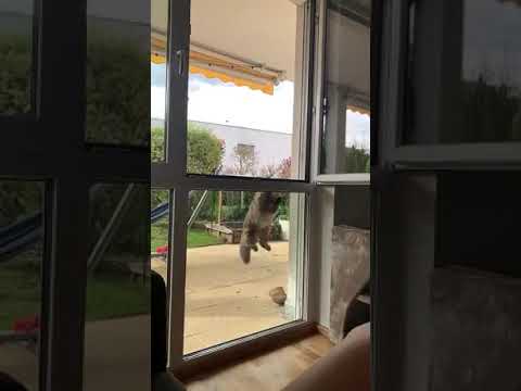Persian Cat Goes for the Jump