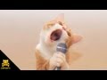 Singing Cat - Bob Seger - Old Time Rock N' Roll ...