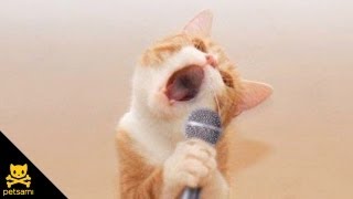 Singing Cat - Bob Seger - Old Time Rock N&#39; Roll