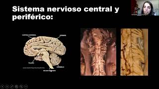 Generalidades del sistema nervioso y medula espinal - Anatomía