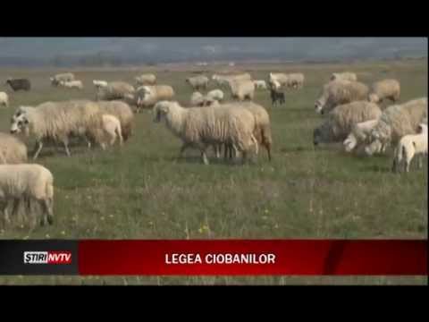 Oile fac prăpăd în zona Tăşnad-Cehal