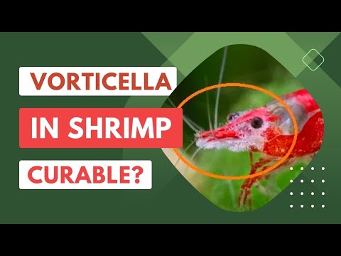 Vorticella In Aquarium Shrimp: Prevention, Cure, Tips