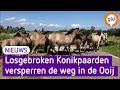 Konikpaarden glippen door open hek