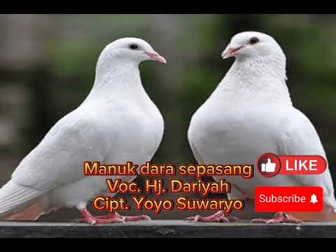 Tarling Lawas "Manuk Dara Sepasang"