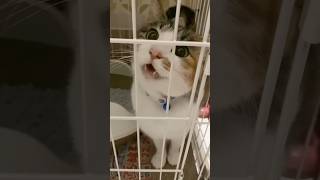 保護猫ちゃん、ゲップすらも可愛すぎてヤバい🤣　#shorts #癒し　#猫のいる暮らし