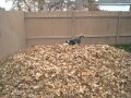 Funny siberian husky playing in leaves 
