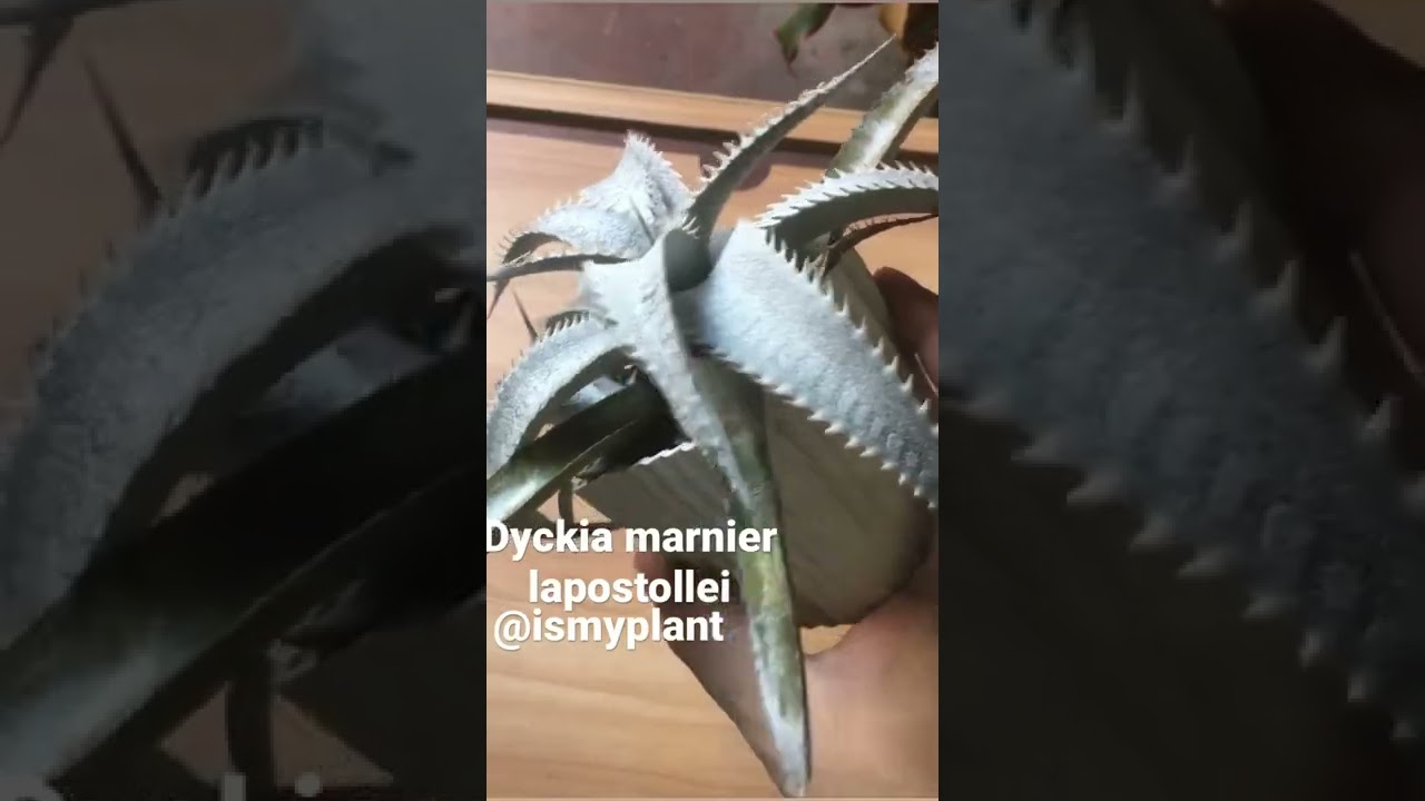 Dyckia marnier lapostollei