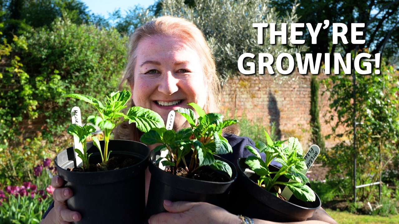 My Dahlias Are Growing… Here’s What I’m Doing Next 🌱 // Cottoverdi