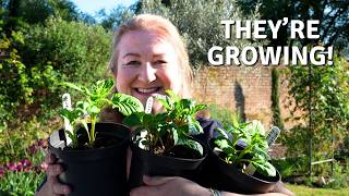 My Dahlias Are Growing… Here’s What I’m Doing Next 🌱 // Cottoverdi