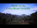 Birds of Costa Rican foothills: A photographic guide.