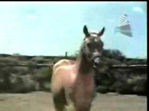 Antonio Aguilar.     El as de oros