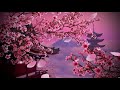 Beautiful Japanese Music For Relaxation - Sakura Blossoms - Japanese Koto Music