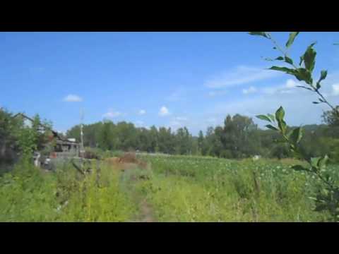 Ягоды созрели, пора собирать.