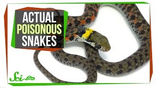Behold—Poisonous Snakes! (Yes, You Read That Right)