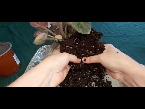 DIVIDING MY NEW AFRICAN VIOLET ARRIVAL!!! - Getting 2 Plants for the Price of One -