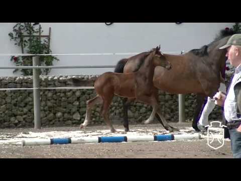 SL010 Hengstfohlen von Casall - Loran - Leuthen I