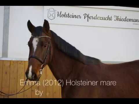 Emma *2012 Holsteiner mare by Cormint - Caretino - Landgraf