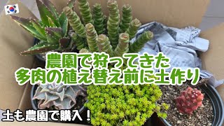 【多肉植物】農園で狩っ多肉の植え替え前に我が家の土作り！土も韓国農園で購入してます