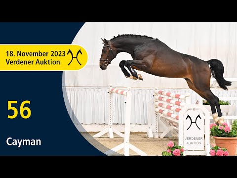 Verden Auction Online - Youngsters - Nov. 18th - No. 56 Cayman by Caytens - Diacontinus