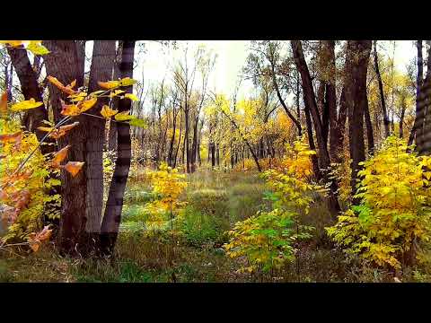 COSTEL DUMITRAS-Sirba de demult-