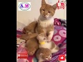 Cat Funny Videos Whatsapp Status Cat Funny Videos 2019