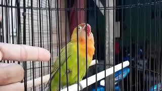 Download lagu MASTERAN Lovebird Dengan Gaya Unik mp3 Download lagu MASTERAN Lovebird Dengan Gaya Unik mp3