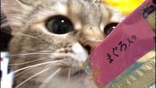食いしん坊ゆめちゃん、ペロペロが可愛い🐱