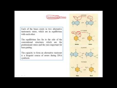 Tautomerization of bases