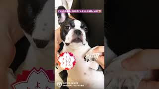 誰でも可愛くなれるらしい。#shorts