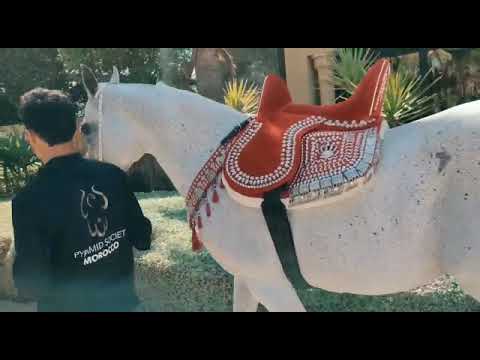 has Cinderella at mazagan  Morocco 🇲🇦